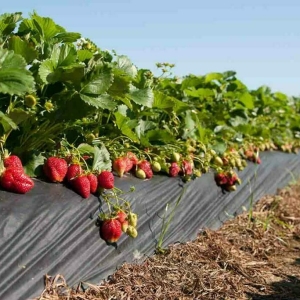  Sản Phẩm Màng Phủ Nông Nghiệp