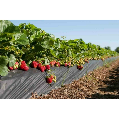  Sản Phẩm Màng Phủ Nông Nghiệp